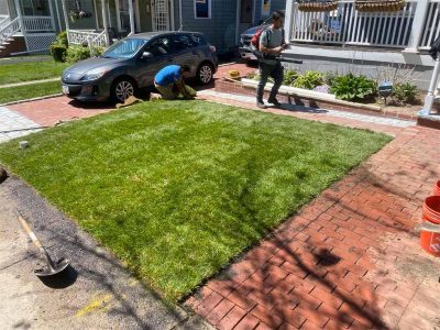 Laying Sod Over Grass