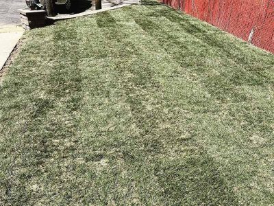 Residential Sod Replacement